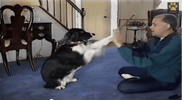Watch: Too Cute- Enthusiastic Dog Learns How To Play Pat-A-Cake