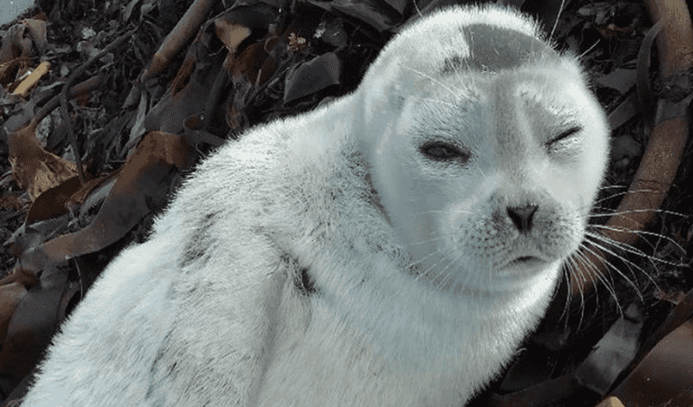 Baby seal rescued off Clare coast, over 2,000 miles away from her Arctic home Baby seal rescued off Clare coast, over 2,000 miles away from her Arctic home