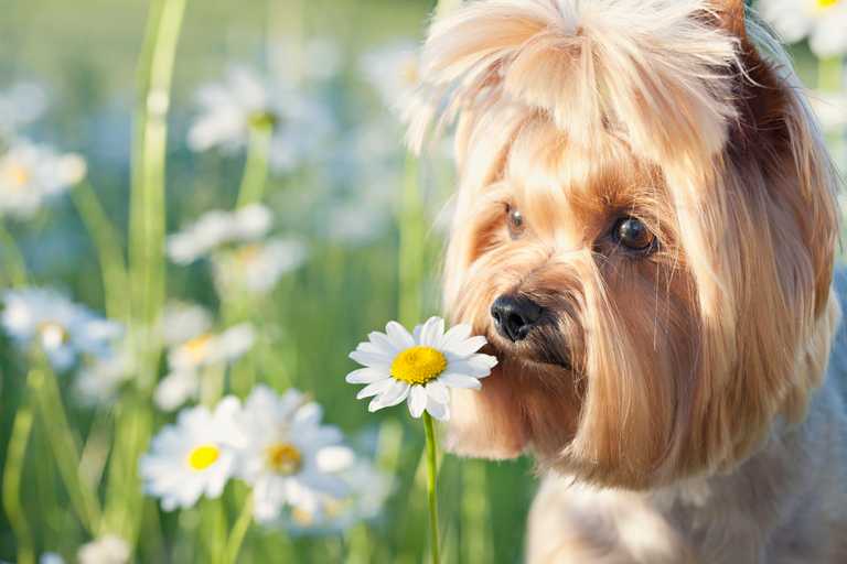 Why being patient and allowing for sniffs means the world to your dog Why being patient and allowing for sniffs means the world to your dog