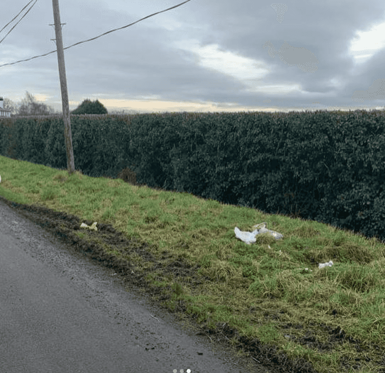Puppy in Dublin “thrown out with the rubbish” on the side of the road Puppy in Dublin “thrown out with the rubbish” on the side of the road