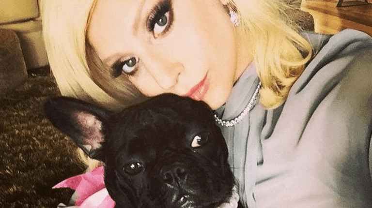 Lady Gaga’s dog walker shot as her two dogs are stolen Lady Gaga’s dog walker shot as her two dogs are stolen