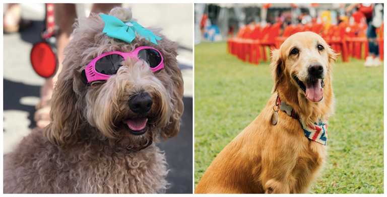There is a festival for dogs (and dog owners) happening in Dublin next weekend There is a festival for dogs (and dog owners) happening in Dublin next weekend