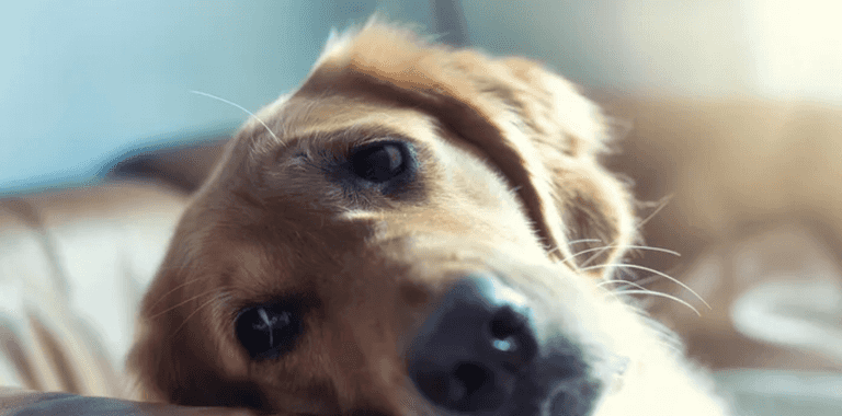 Vet’s heartbreaking plea to owners putting pets to sleep Vet’s heartbreaking plea to owners putting pets to sleep