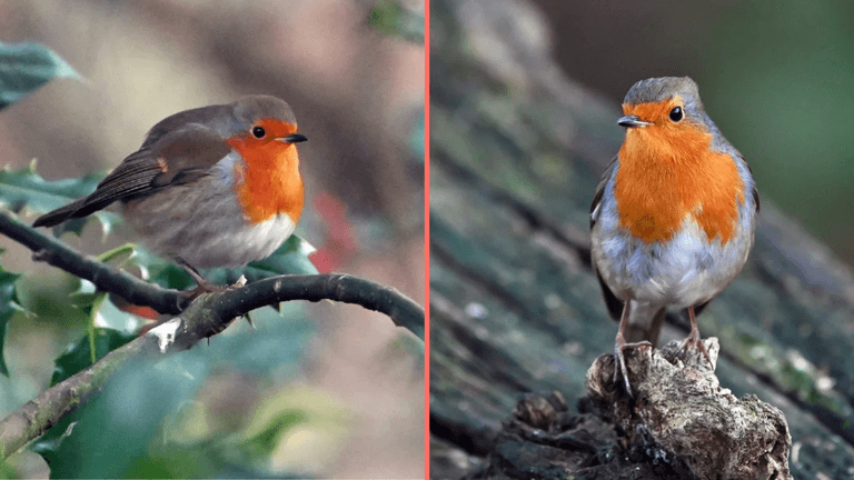 People urged to take action if they see robins in their garden this winter People urged to take action if they see robins in their garden this winter
