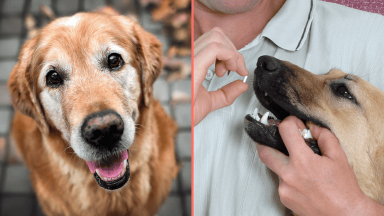 Anti-aging drug for dogs set to be available by 2026 Anti-aging drug for dogs set to be available by 2026