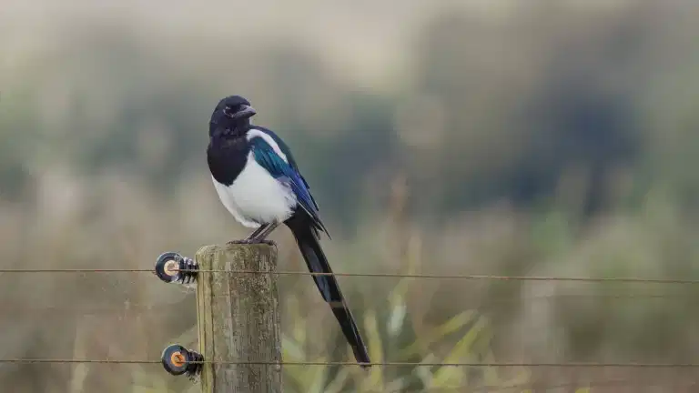 People given warning on what to do if they see magpies in their garden this winter