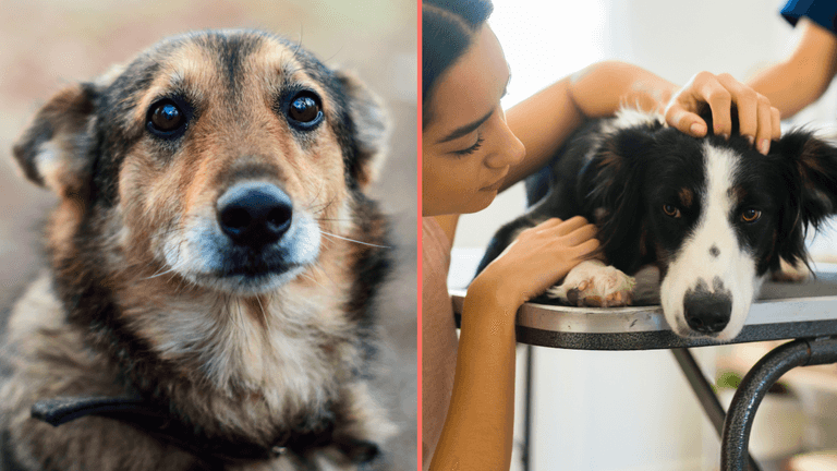 Urgent warning issued to dog walkers as number of pets ‘drop dead’ Urgent warning issued to dog walkers as number of pets ‘drop dead’
