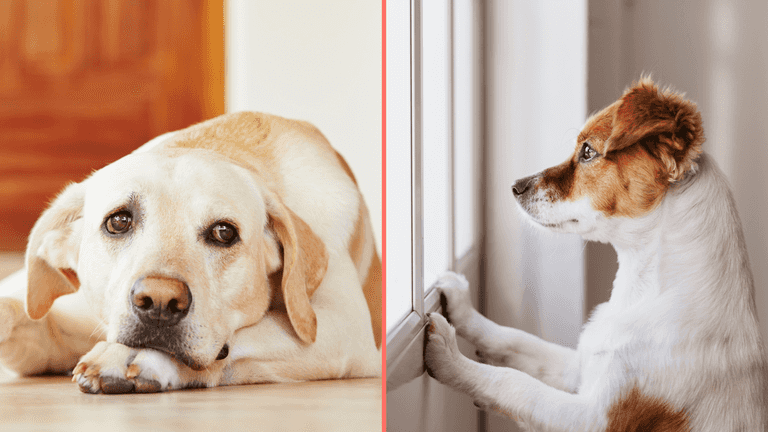 Expert reveals maximum amount of time it’s fair to leave your dog home alone Expert reveals maximum amount of time it’s fair to leave your dog home alone