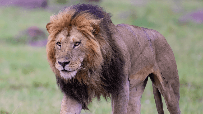 Girl, 14, killed by lion after being snatched from residential compound