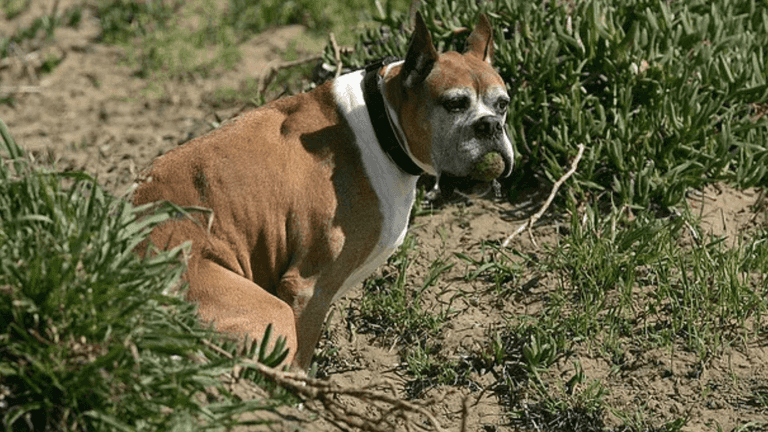 Heartbreaking reason your dog looks at you while they’re having a poo