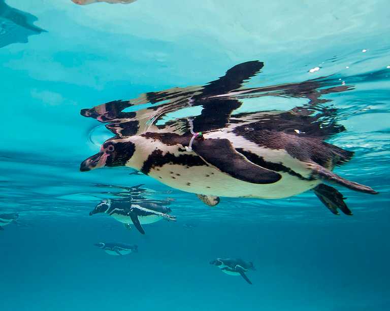Gay penguin couple raise chick after it gets rejected by its parents Gay penguin couple raise chick after it gets rejected by its parents