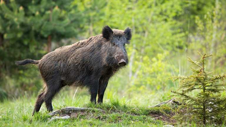 Urgent health warning issued after pigs with ‘neon blue’ flesh discovered