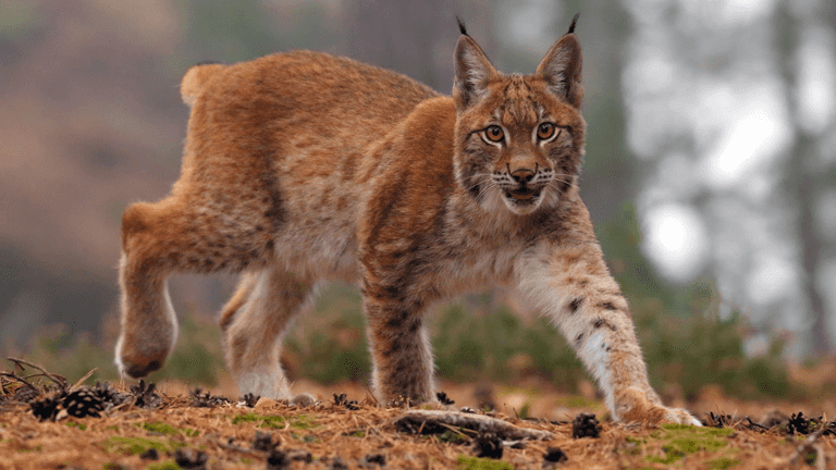 Zoo asks people to donate unwanted pets so it can feed its predators