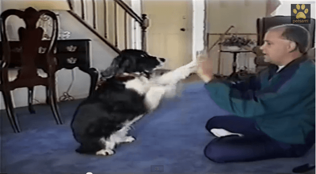 Watch: Too Cute- Enthusiastic Dog Learns How To Play Pat-A-Cake