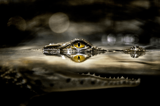 PICTURE: 3D National Geographic Advert Scares Commuters In Brazil