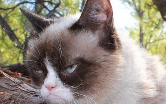 Grumpy Cat Had A Birthday Party, Of Course She Wasn’t Too Happy About It