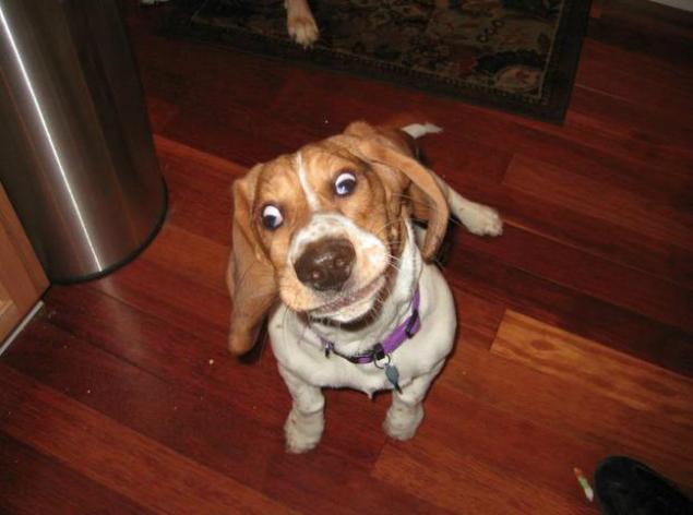 12 Dogs That Have Forgotten How To Dog