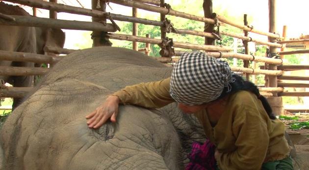 VIDEO: Woman Sings Calming Lullaby to Sleepy Elephant in Thailand