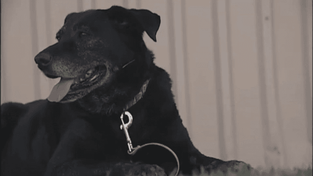 Dog Who Was Rejected After Walking 30 Miles To Get Home Will Live Out Her Days In The Lap Of Luxury