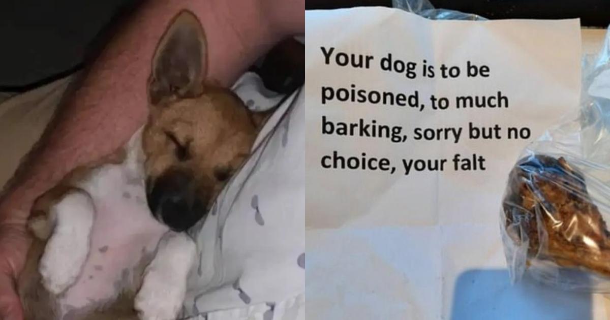 Woman finds poisoned bone with note left for dog “who barked too much”