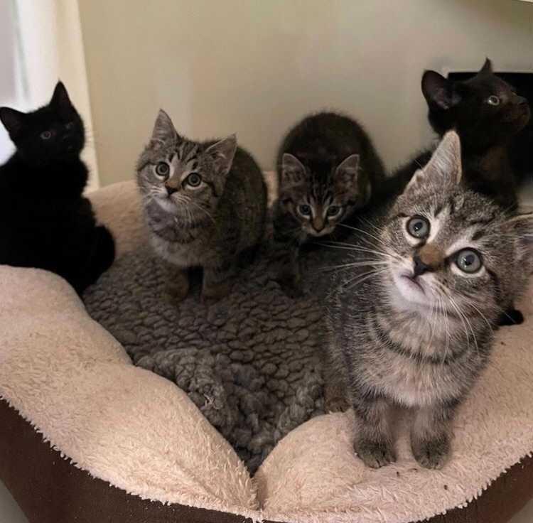 ISPCA say kittens dumped in Longford are “lucky to be alive”