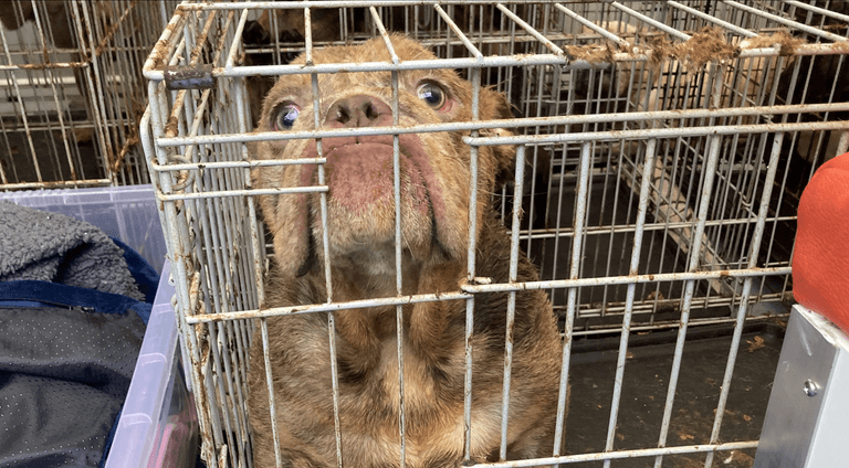 DSPCA and Gardaí rescue over 30 puppies and dogs from Dublin apartment