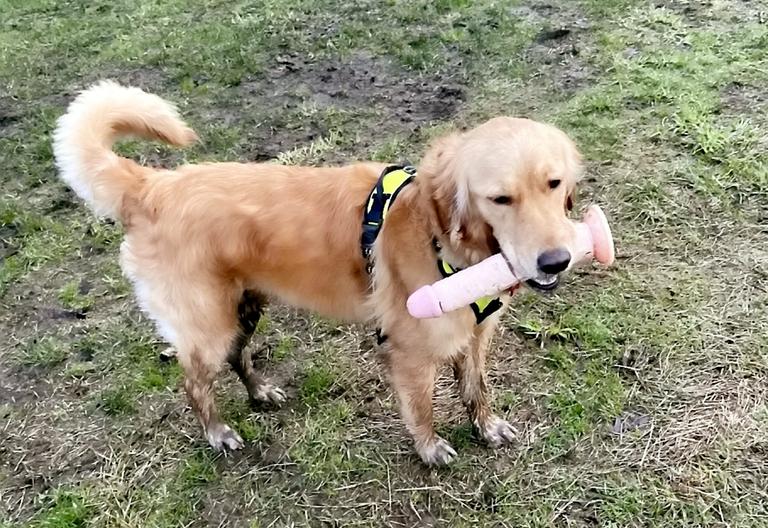 Dog leaves owner in fits of laughter after finding a huge sex toy instead of a stick Dog leaves owner in fits of laughter after finding a huge sex toy instead of a stick