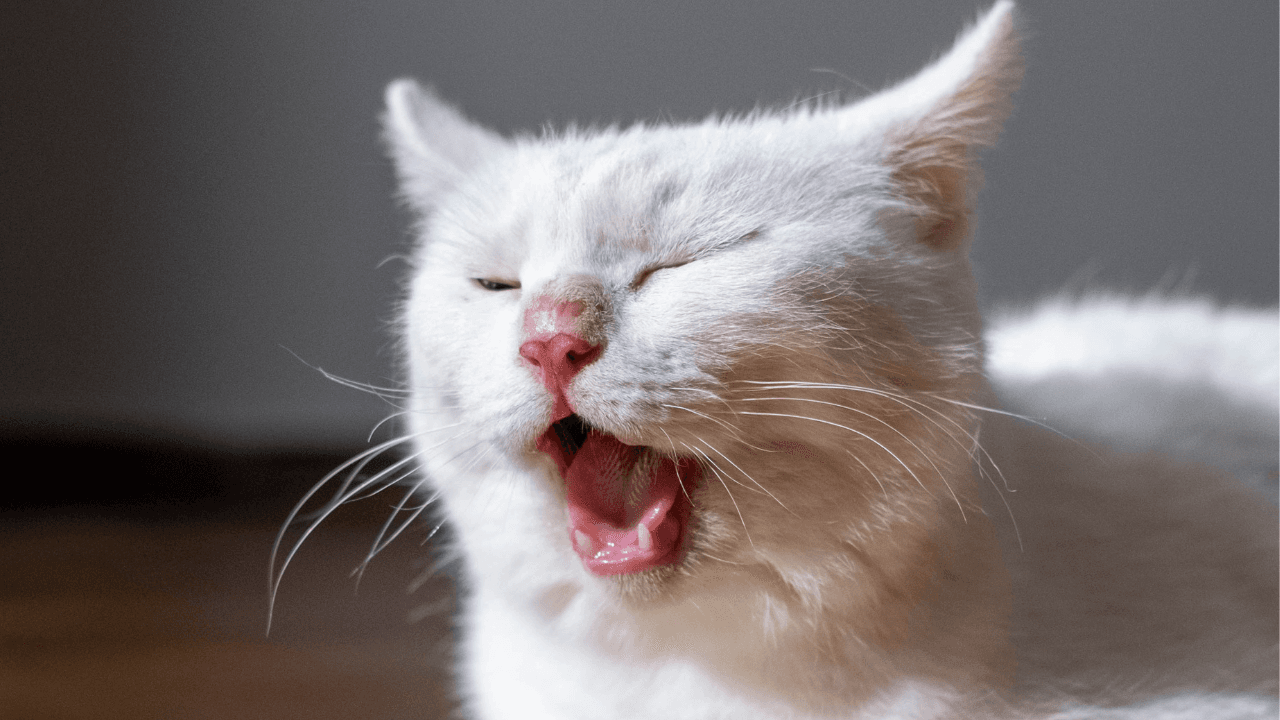 Why do we yawn even when we’re not tired?