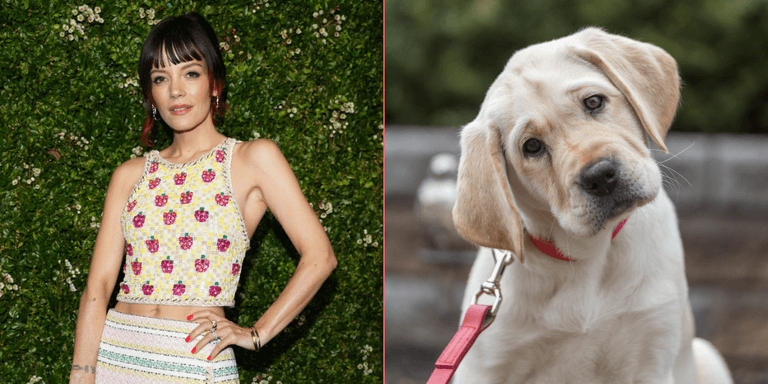 PETA sends Lily Allen brutal present after she returned dog for eating her passport
