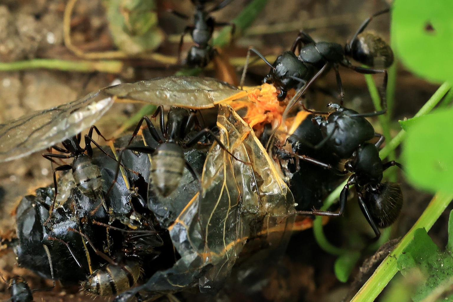 Experts warn flying ant day could be worse than ever this year