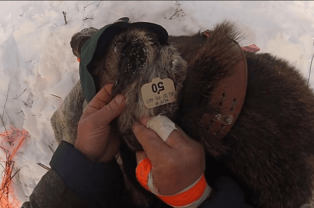 VIDEO: Baby Moose Knocks Researcher Over… Twice VIDEO: Baby Moose Knocks Researcher Over… Twice