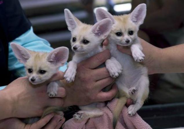 PHOTOS: Baby Fennec Foxes Are Probably the Cutest Things You’ll See Today