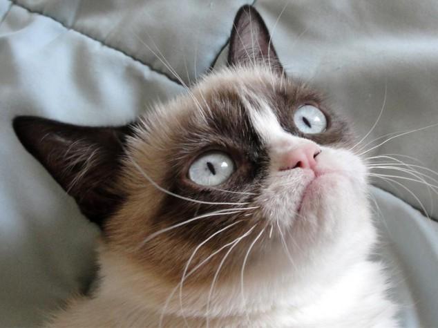 Grumpy Cat to Get Her Very Own Christmas Movie Grumpy Cat to Get Her Very Own Christmas Movie