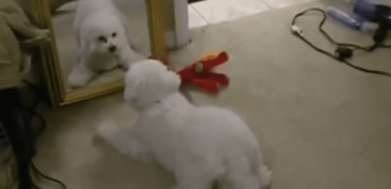 Dog Vs Mirror: This Poor Guy Seems Exceptionally Confused By This Intruder