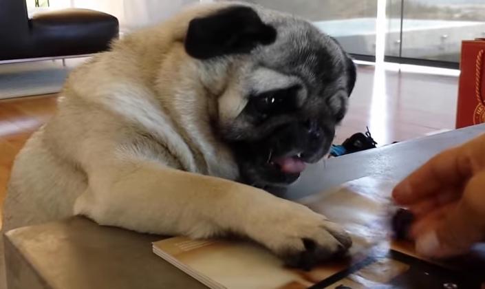 VIDEO – Focus… FOCUS! This Pug REALLY Wants This Blueberry VIDEO – Focus… FOCUS! This Pug REALLY Wants This Blueberry