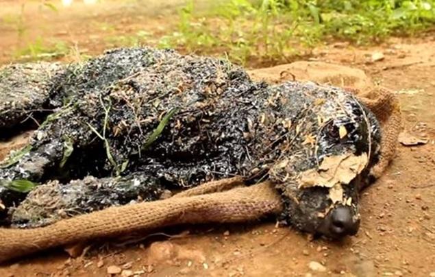 VIDEO: Organisation Rescues Dog After He Falls into Pool of Hot Tar VIDEO: Organisation Rescues Dog After He Falls into Pool of Hot Tar