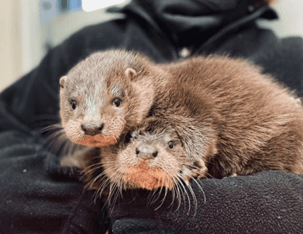 Otter cubs wandering the streets looking for their mother have been rescued Otter cubs wandering the streets looking for their mother have been rescued