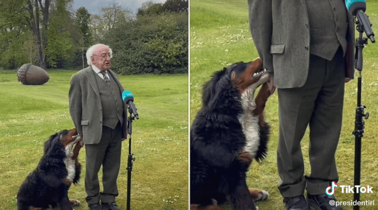 Michael D. Higgins’ dog goes viral after trying to get some attention during TV interview Michael D. Higgins’ dog goes viral after trying to get some attention during TV interview
