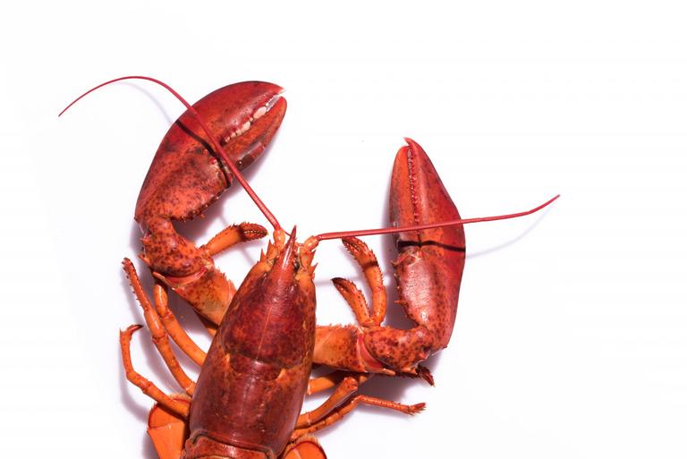Boiling lobsters alive set to become illegal in UK Boiling lobsters alive set to become illegal in UK