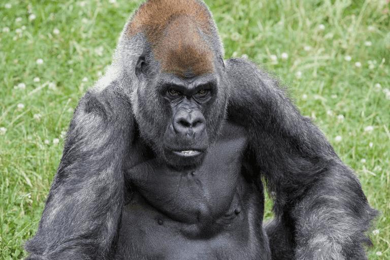 World’s oldest male gorilla sadly dies in US zoo World’s oldest male gorilla sadly dies in US zoo