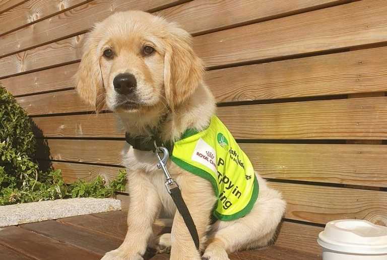 Irish Guide Dogs is looking for volunteers to raise puppies Irish Guide Dogs is looking for volunteers to raise puppies