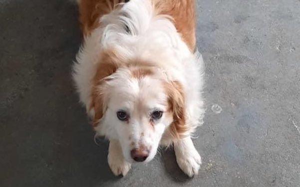 Irish charity makes emergency plea for foster homes as 14 dogs “on death row” Irish charity makes emergency plea for foster homes as 14 dogs “on death row”