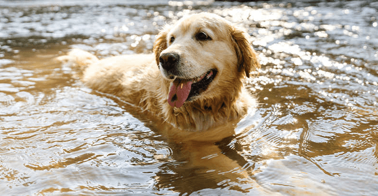 This heatwave can be fatal to dogs – here’s how to protect your pets This heatwave can be fatal to dogs – here’s how to protect your pets