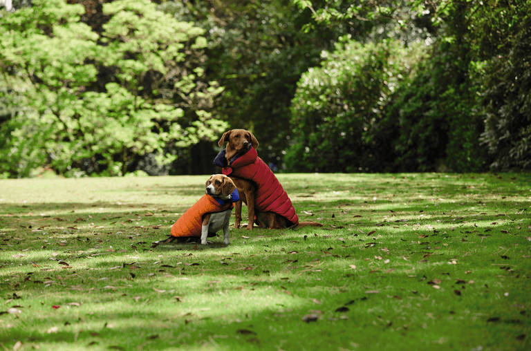 You can get a bomber jacket for your dog from Aldi You can get a bomber jacket for your dog from Aldi