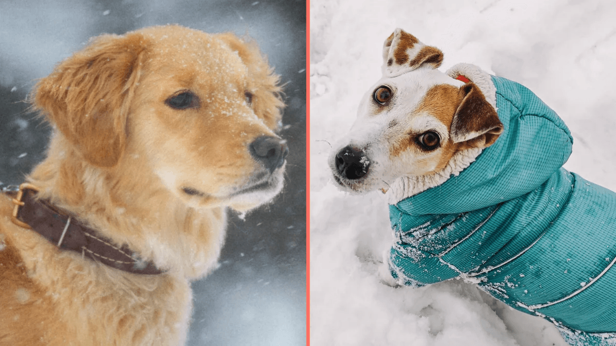 Expert issues warning over when it’s too cold to walk your dog