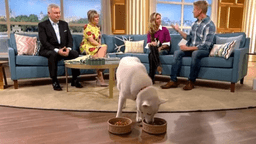 Woman who insisted her dog is vegan proved wrong on live TV Woman who insisted her dog is vegan proved wrong on live TV