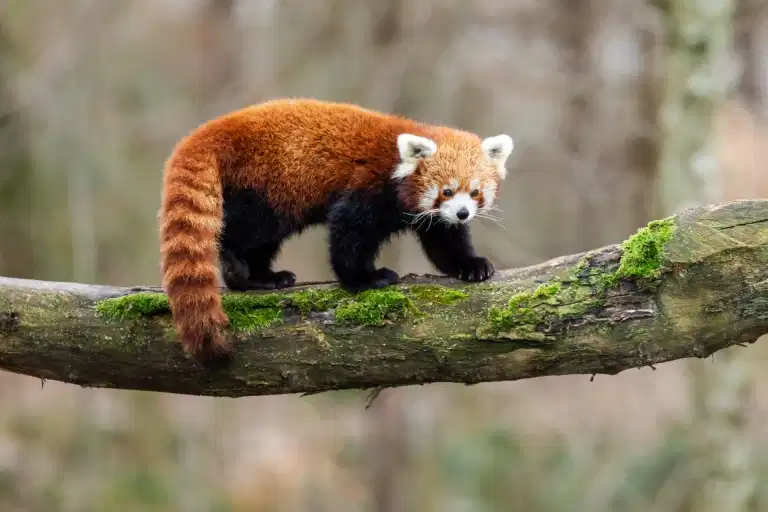 Baby red panda dies from ‘firework stress’ in Edinburgh Zoo Baby red panda dies from ‘firework stress’ in Edinburgh Zoo