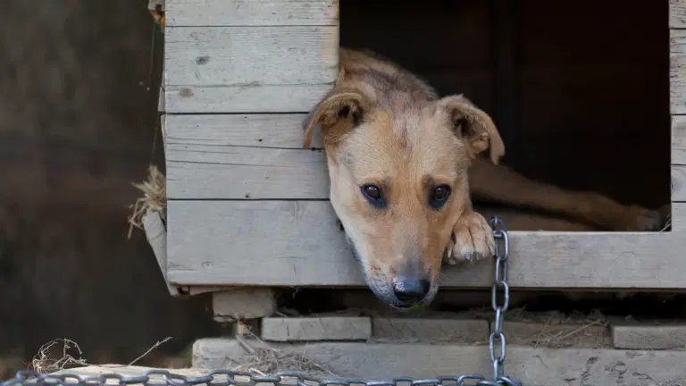 Woman divorces husband for leaving dogs outside in the cold all the time Woman divorces husband for leaving dogs outside in the cold all the time