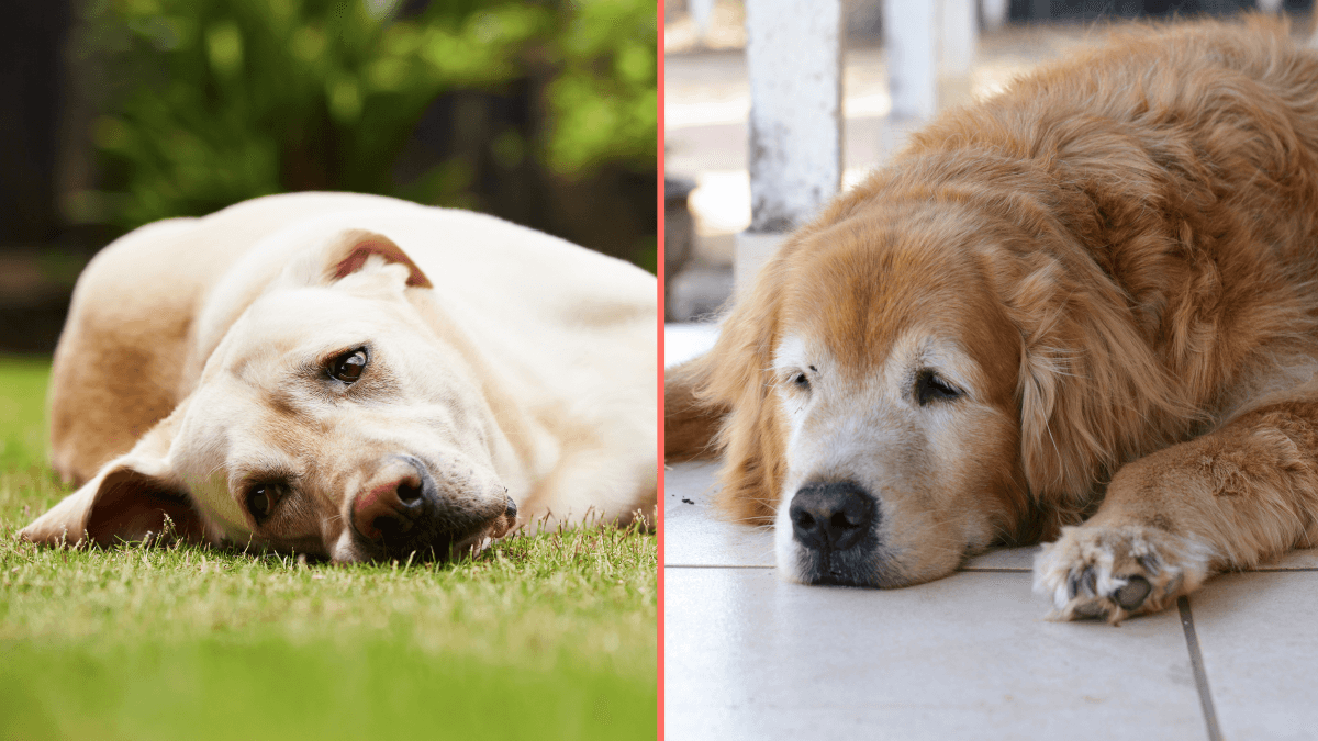 Best ways to keep your dogs cool in hot weather as experts issue warning