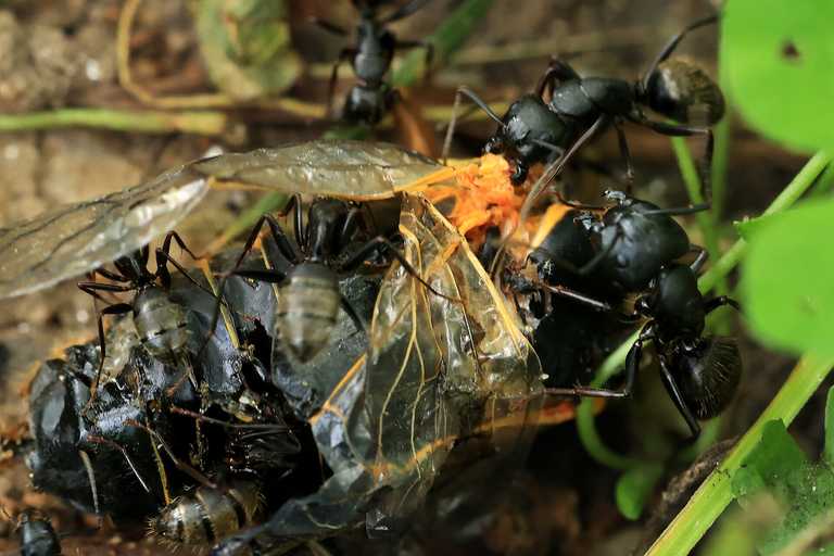 Experts warn flying ant day could be worse than ever this year Experts warn flying ant day could be worse than ever this year